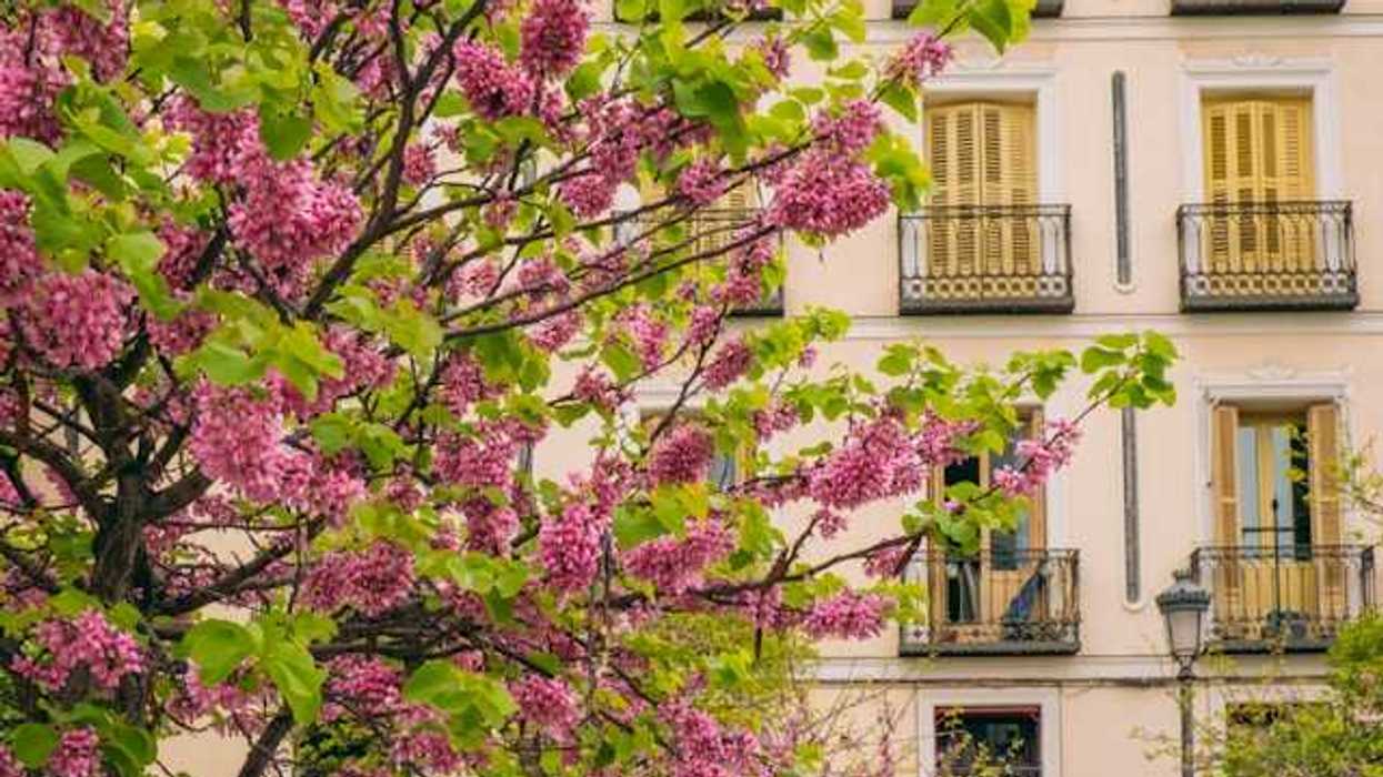 A blooming tree outside a charming city building