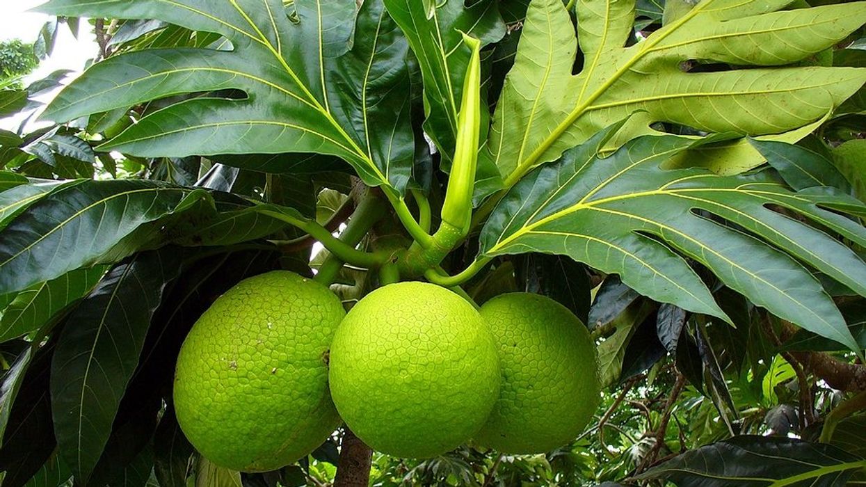 A breadfruit tree with three breadfruits hanging on a branch