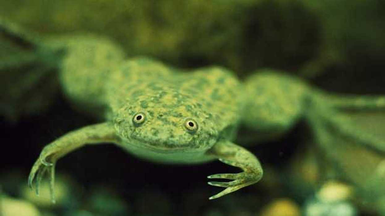A bright green frog looking into the camera