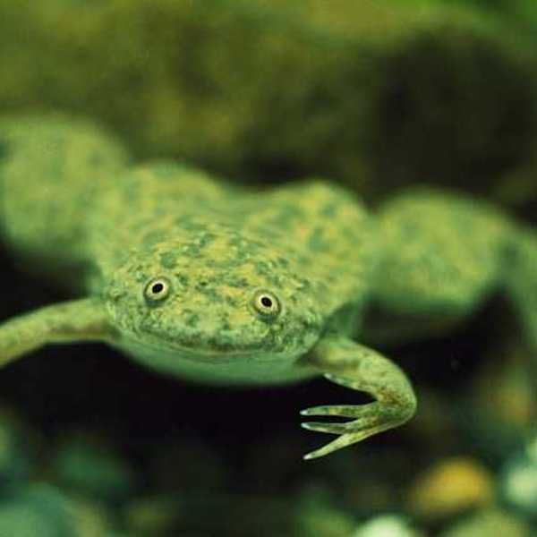 A bright green frog looking into the camera