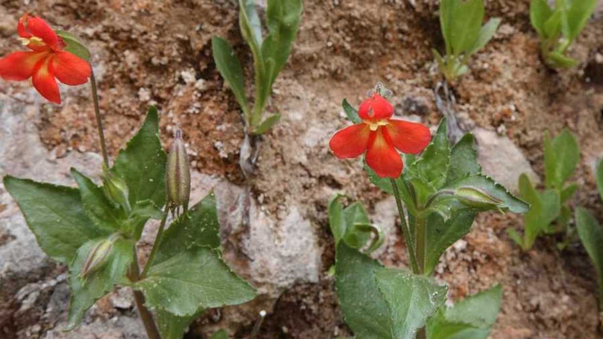 A bright red flower with green leaves against a brown soil background