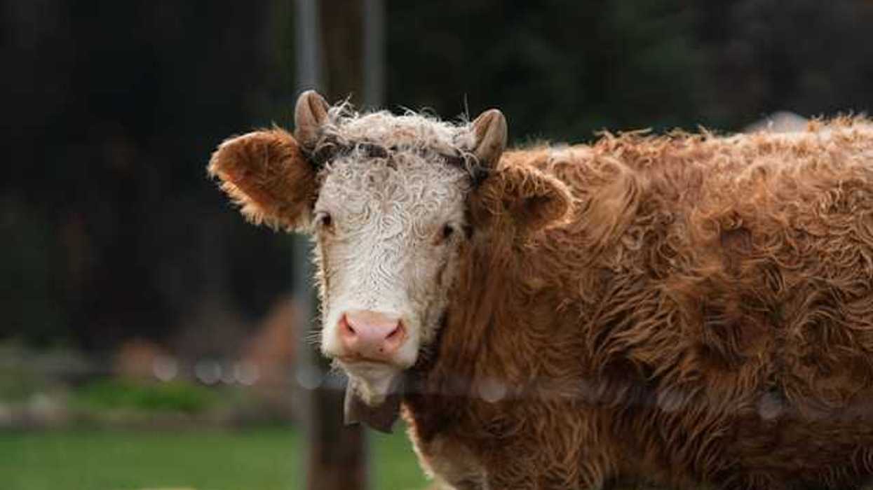 A brown and white steer looking into the camera