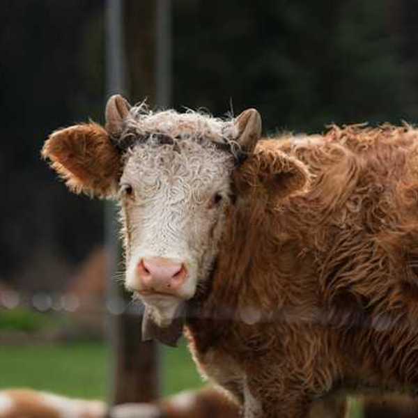 A brown and white steer looking into the camera