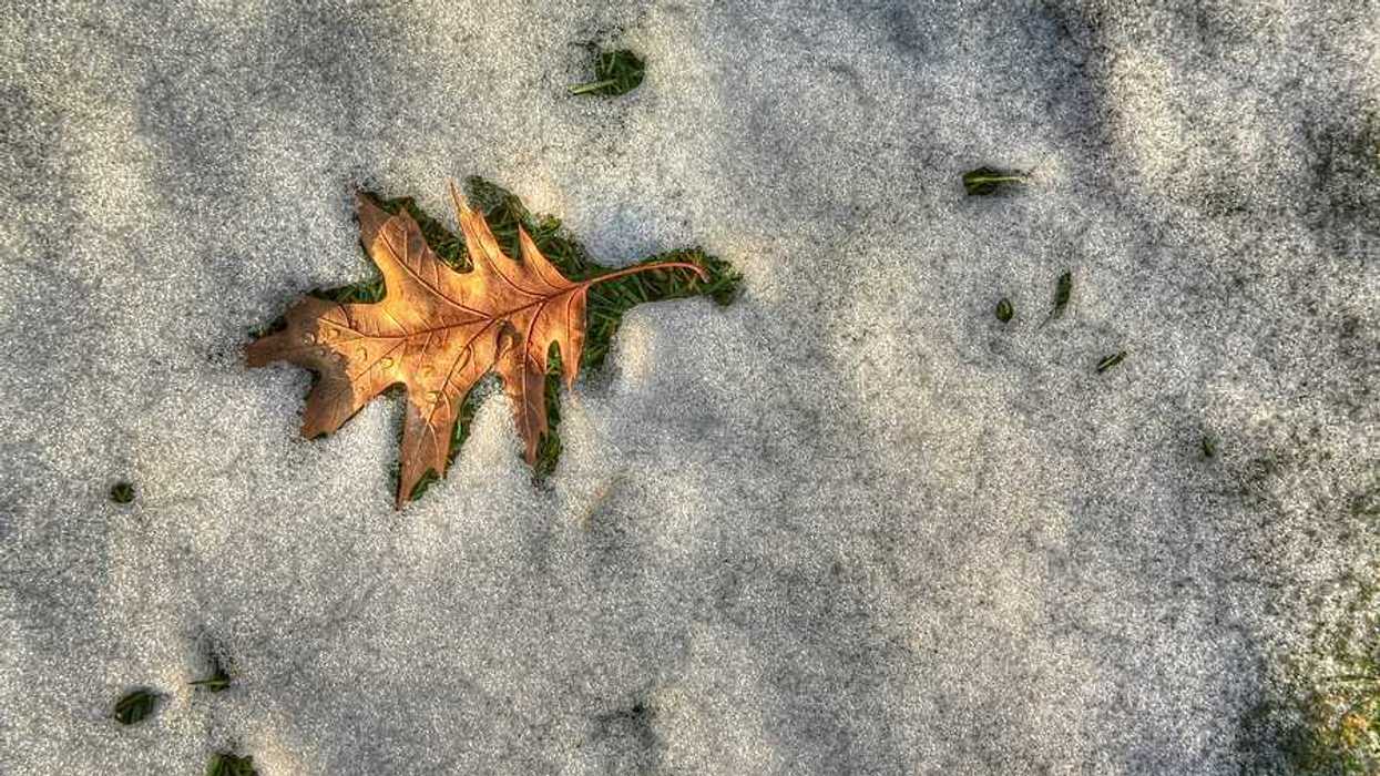 A brown leaf surrounded by melting snow