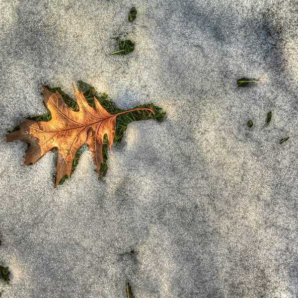 A brown leaf surrounded by melting snow