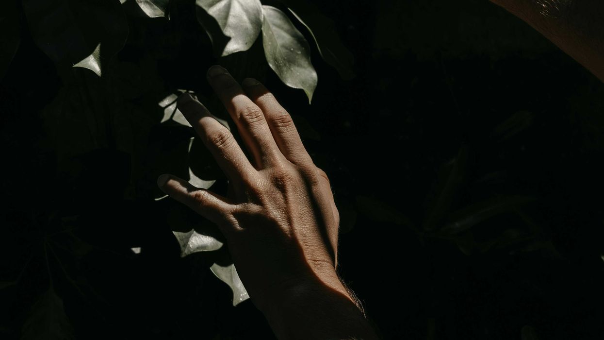A brown-skinned hand touches leaves of a tree against a black background.