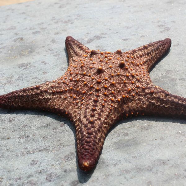 a brown starfish laying on top of a rock