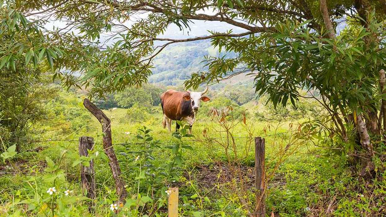 A brown steer standing in a green field