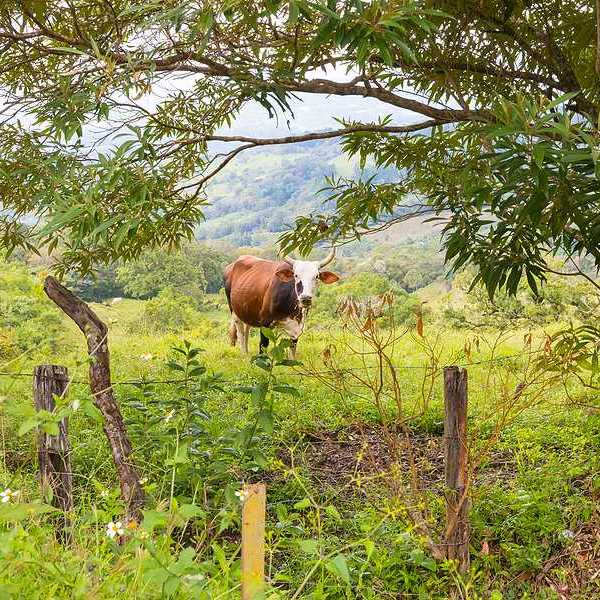 A brown steer standing in a green field