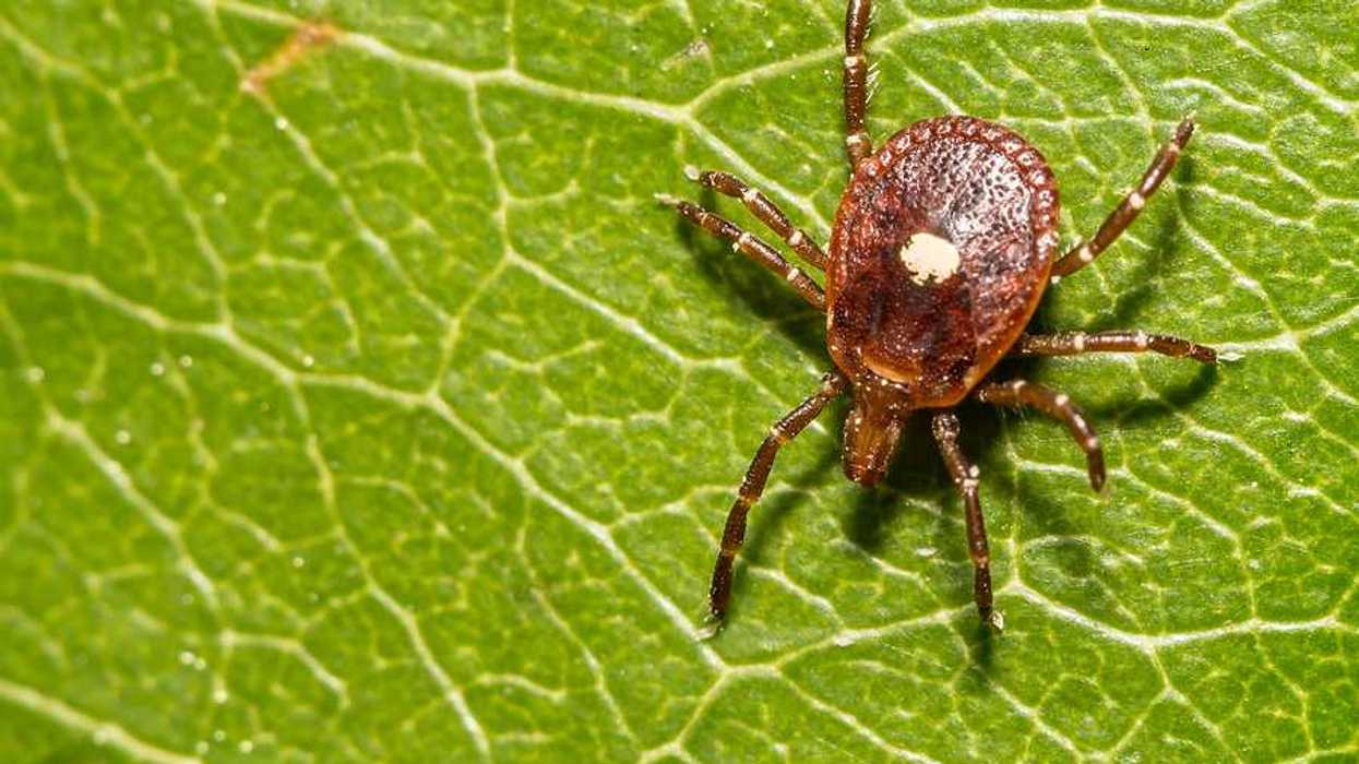 A brown tick on a green leaf