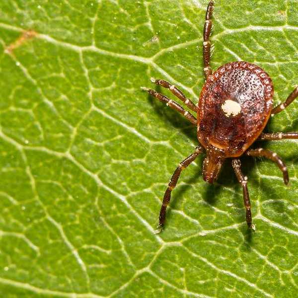 A brown tick on a green leaf