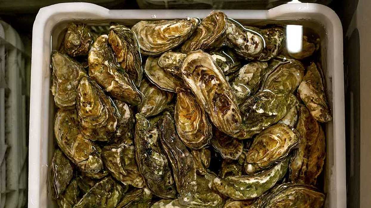 A bucket full of oysters in water