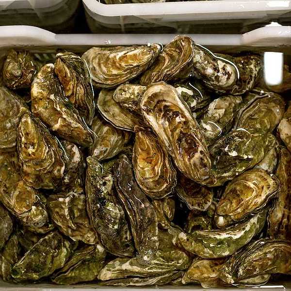 A bucket full of oysters in water