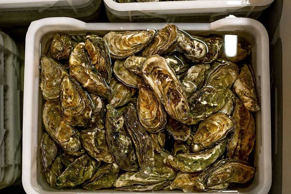 As the weather warms, so can challenges for North Carolina's shellfish farmers