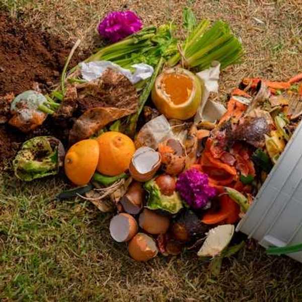 A bucket with food waste overturned on the ground