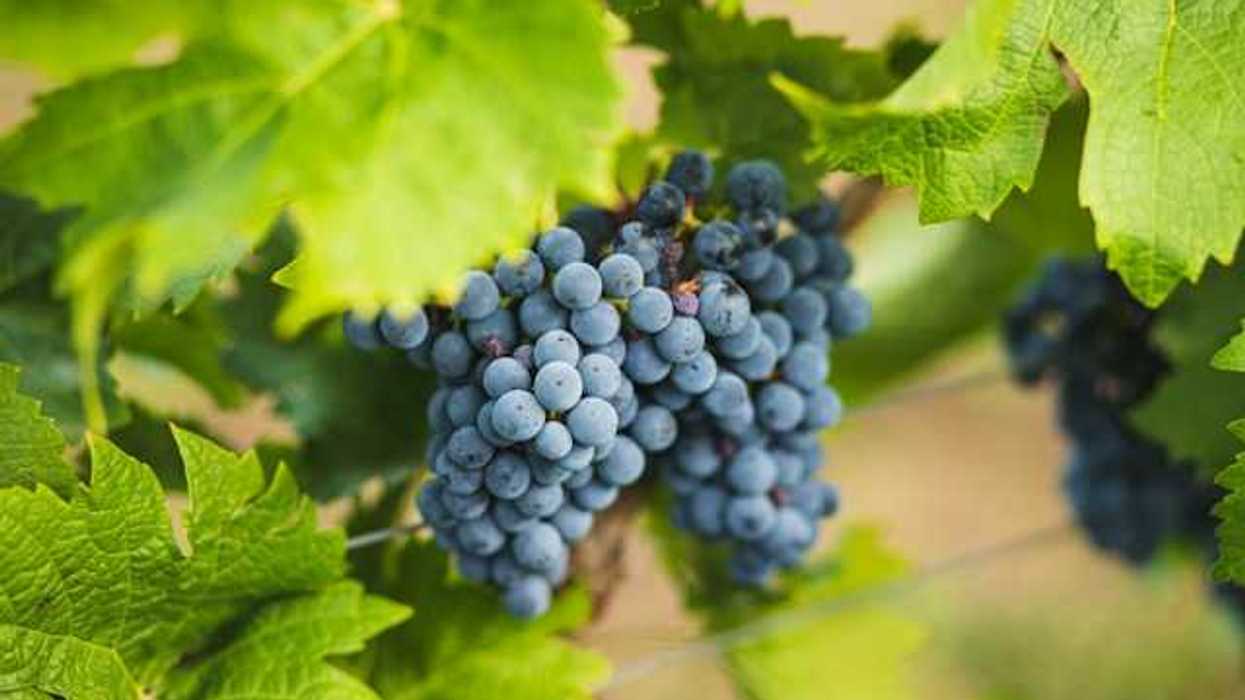 A bunch of grapes on a vine
