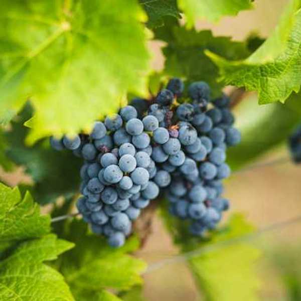 A bunch of grapes on a vine