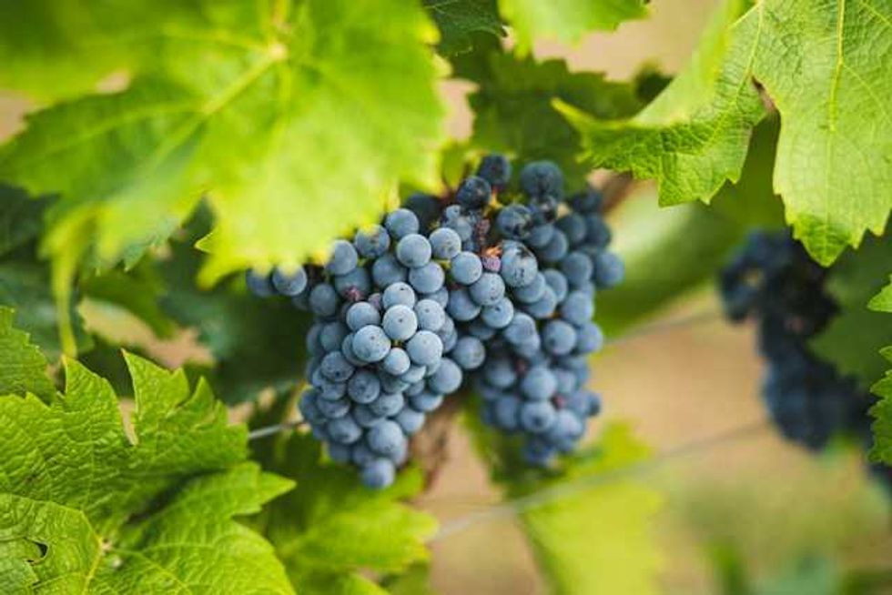 Climate change gives Swedish winemakers an unexpected boost