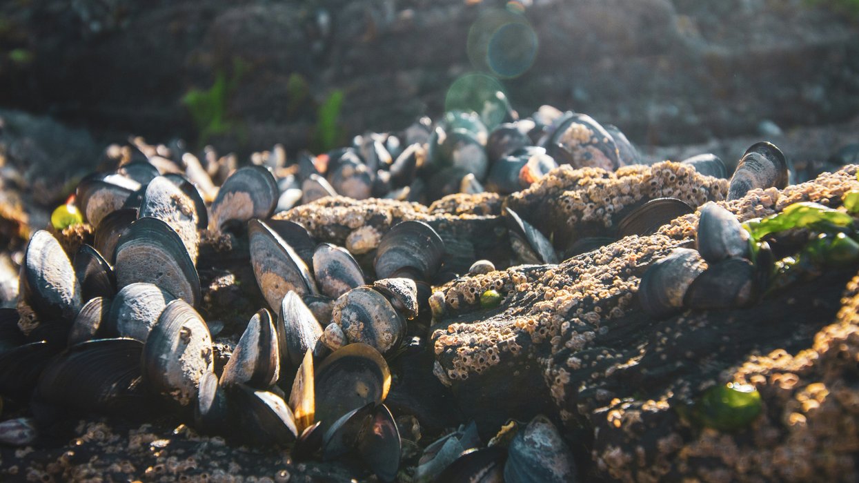 A bunch of mussels attached to rocks