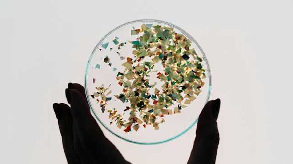 A bunch of small plastic pieces in a petrie dish