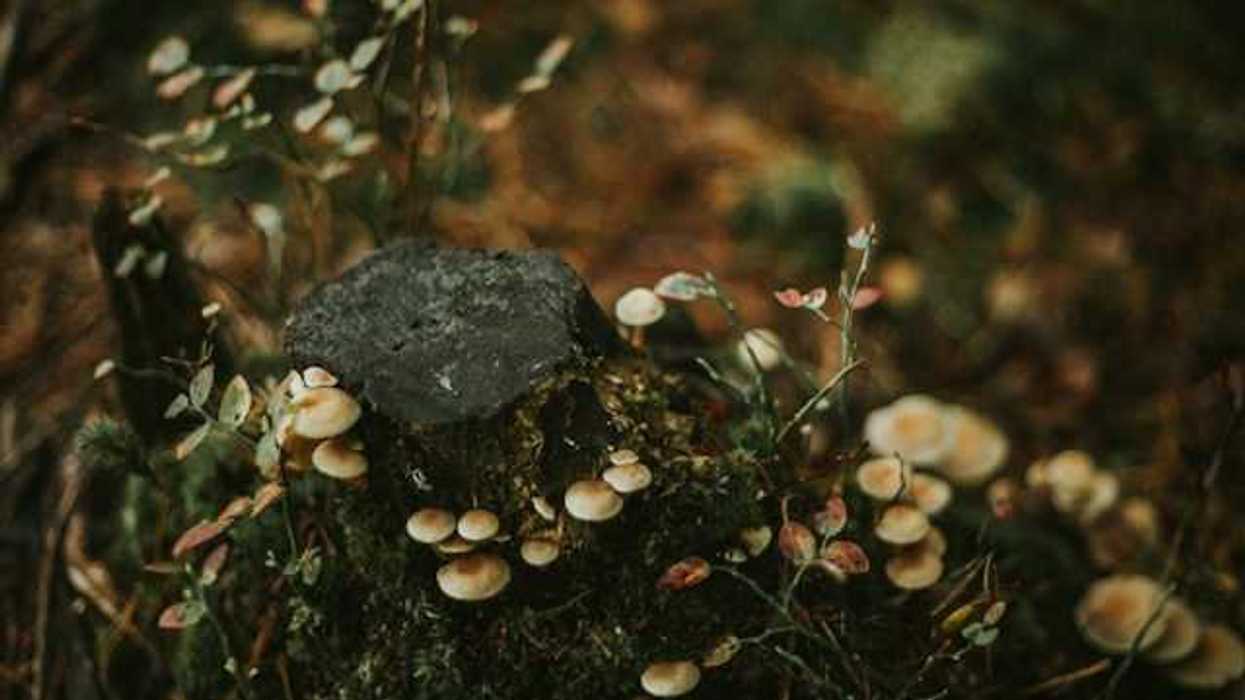 A bunch of small tan mushrooms growing out of a rock