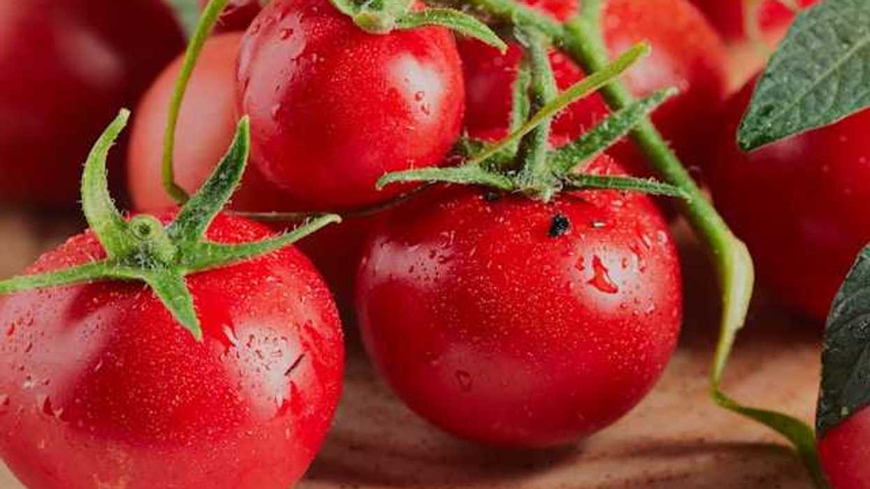A bunch of tomatoes on a table