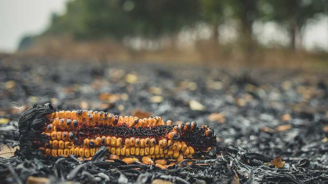 A burned ear of corn in a burned corn field