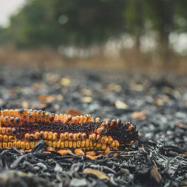A burned ear of corn in a burned corn field