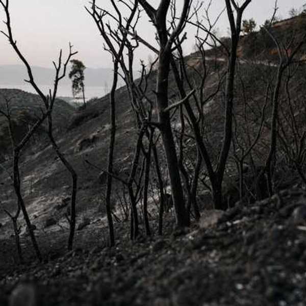 A burned landscape with blackened soil