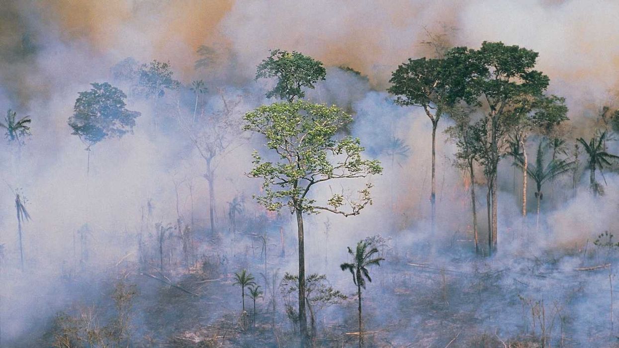 A burning smoke-filled rainforest with some trees standing