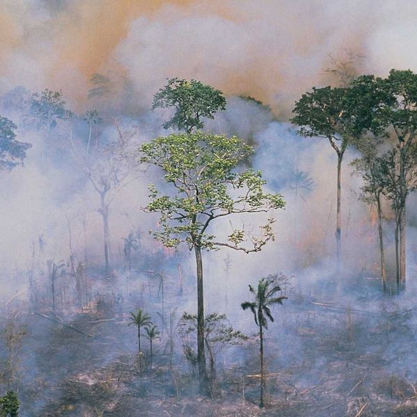 A burning smoke-filled rainforest with some trees standing