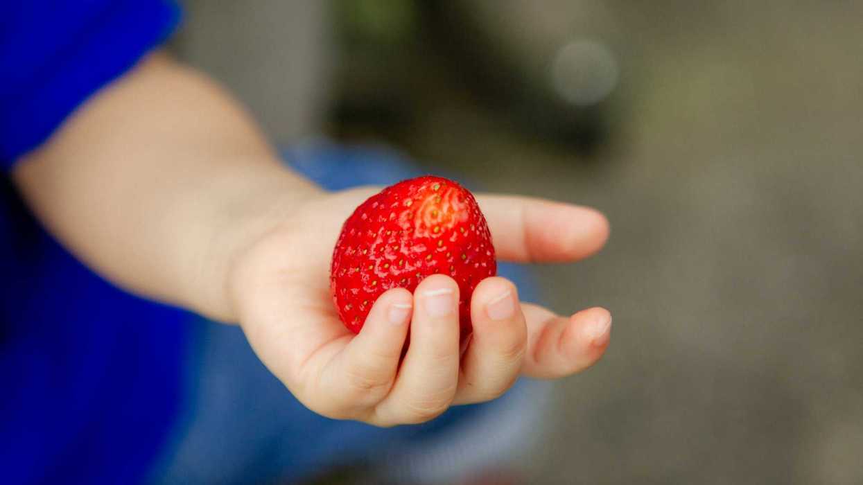 A child holds a single ripe strawberry in their hand.