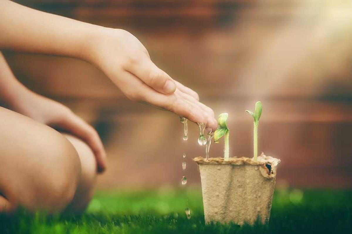 photo of Fighting climate change, one sprout at a time image