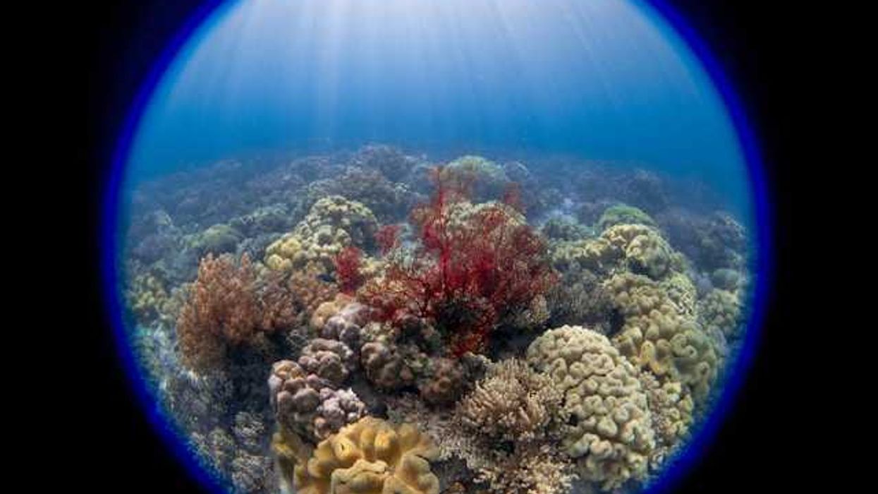 photo of 'Slumping' South Korean corals worry divers, scientists studying climate change image