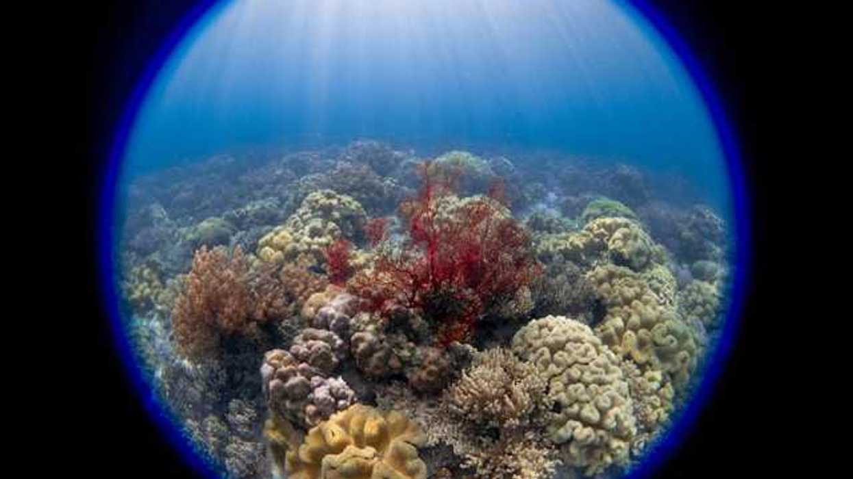 A circular frame of soft and hard corals under water
