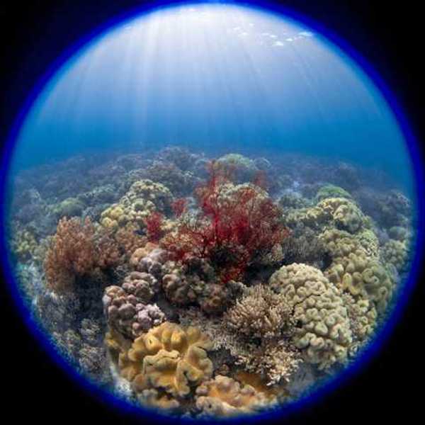 A circular frame of soft and hard corals under water