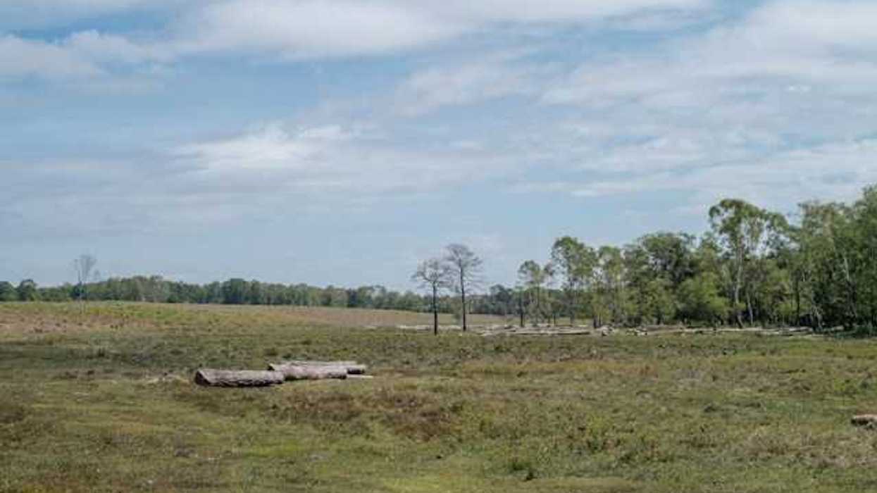 A cleared forest with trees in the background