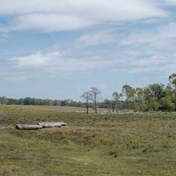 A cleared forest with trees in the background