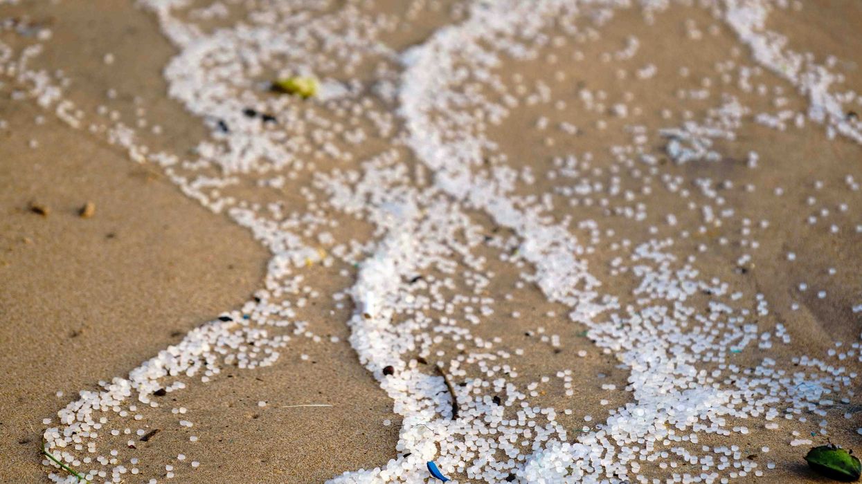 a close up of a beach with white plastic nurdles along the sand.