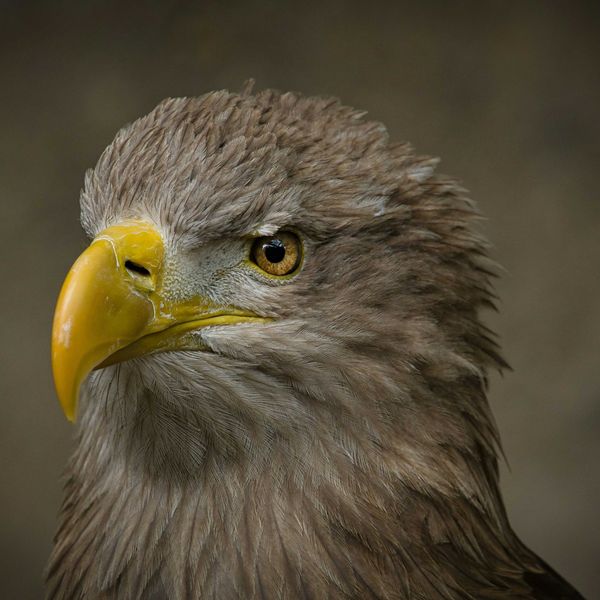 a close up of a bird of prey with a yellow beak