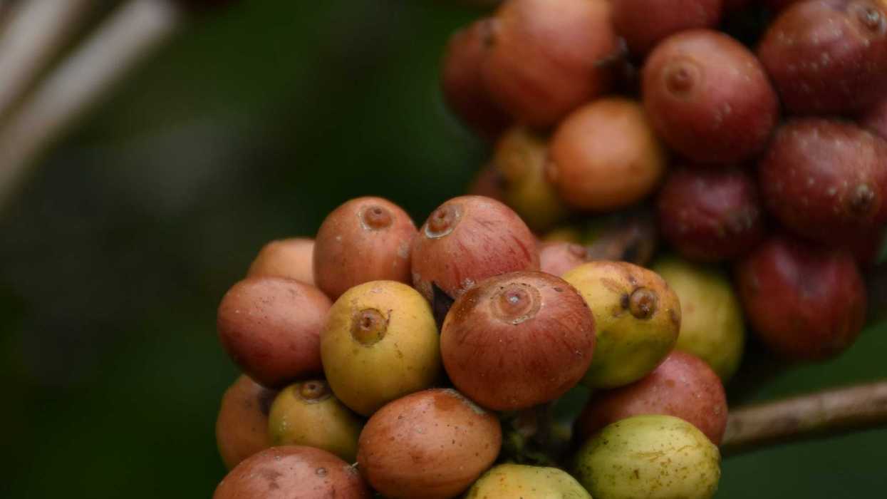 a close up of a bunch of coffee beans on a branch