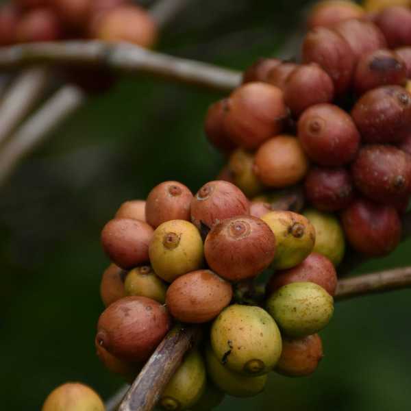 a close up of a bunch of coffee beans on a branch