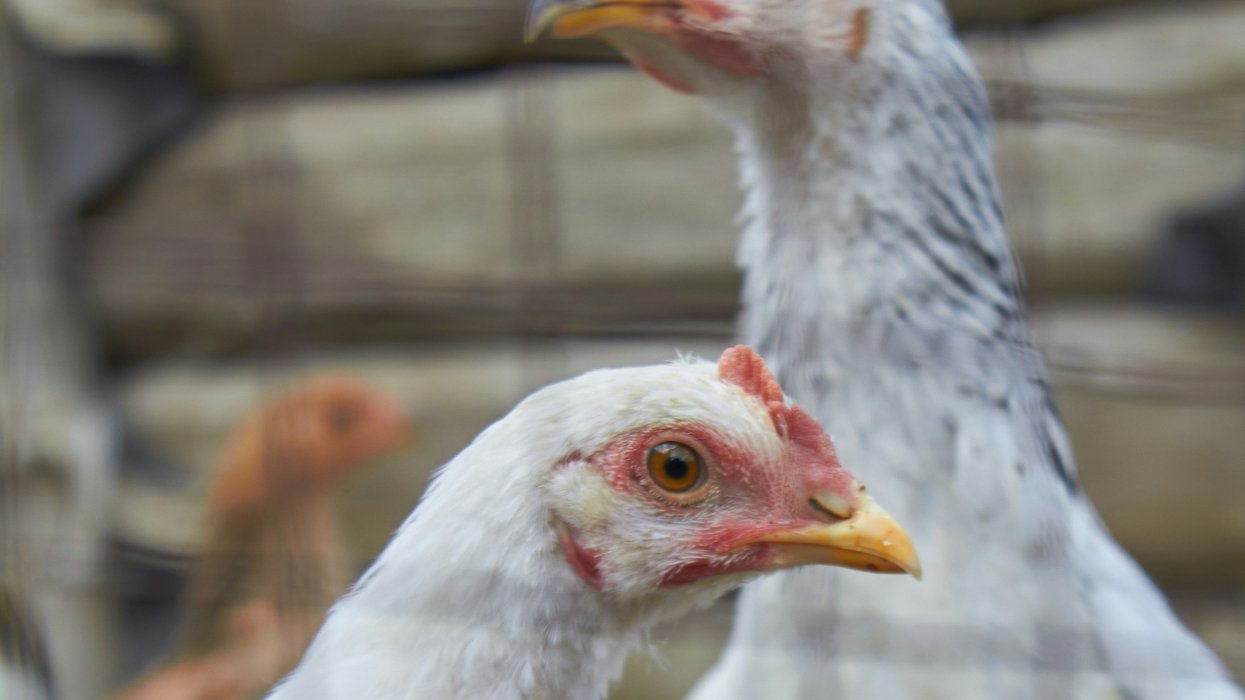 a close-up of a chicken