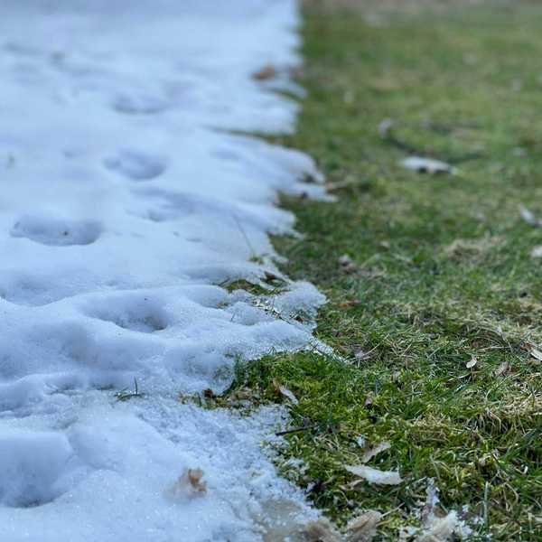 a close up of a grass and snow line