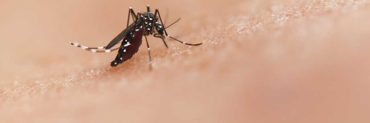 a close up of a mosquito on a human's skin.