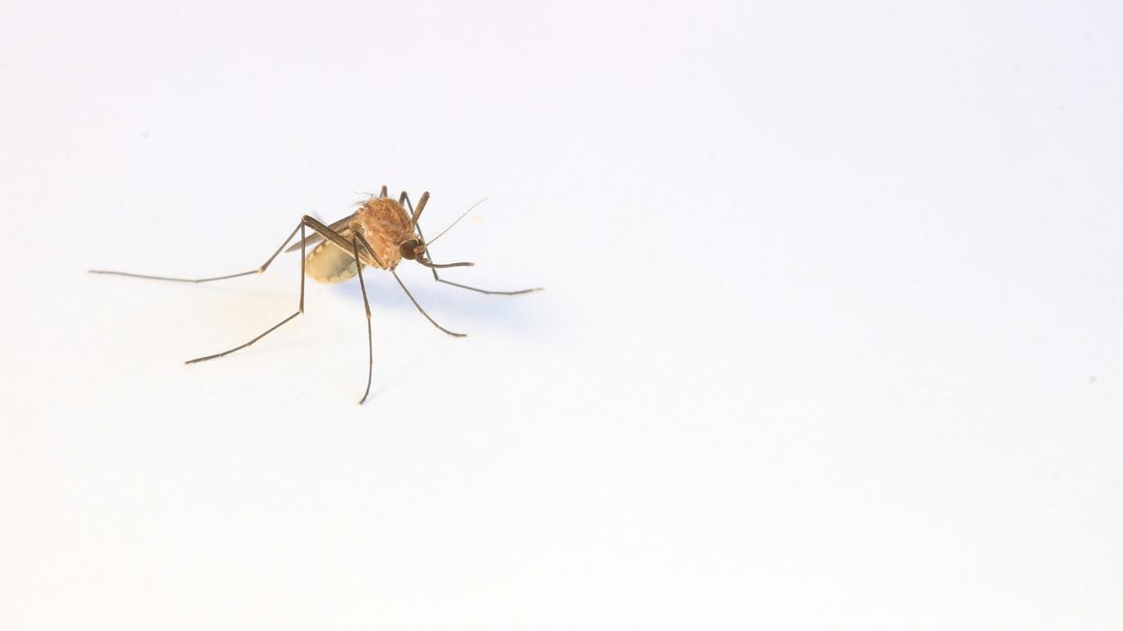 a close up of a mosquito on a white background