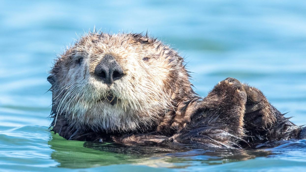a close up of a wet otter swimming in the water