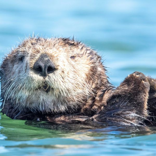 a close up of a wet otter swimming in the water