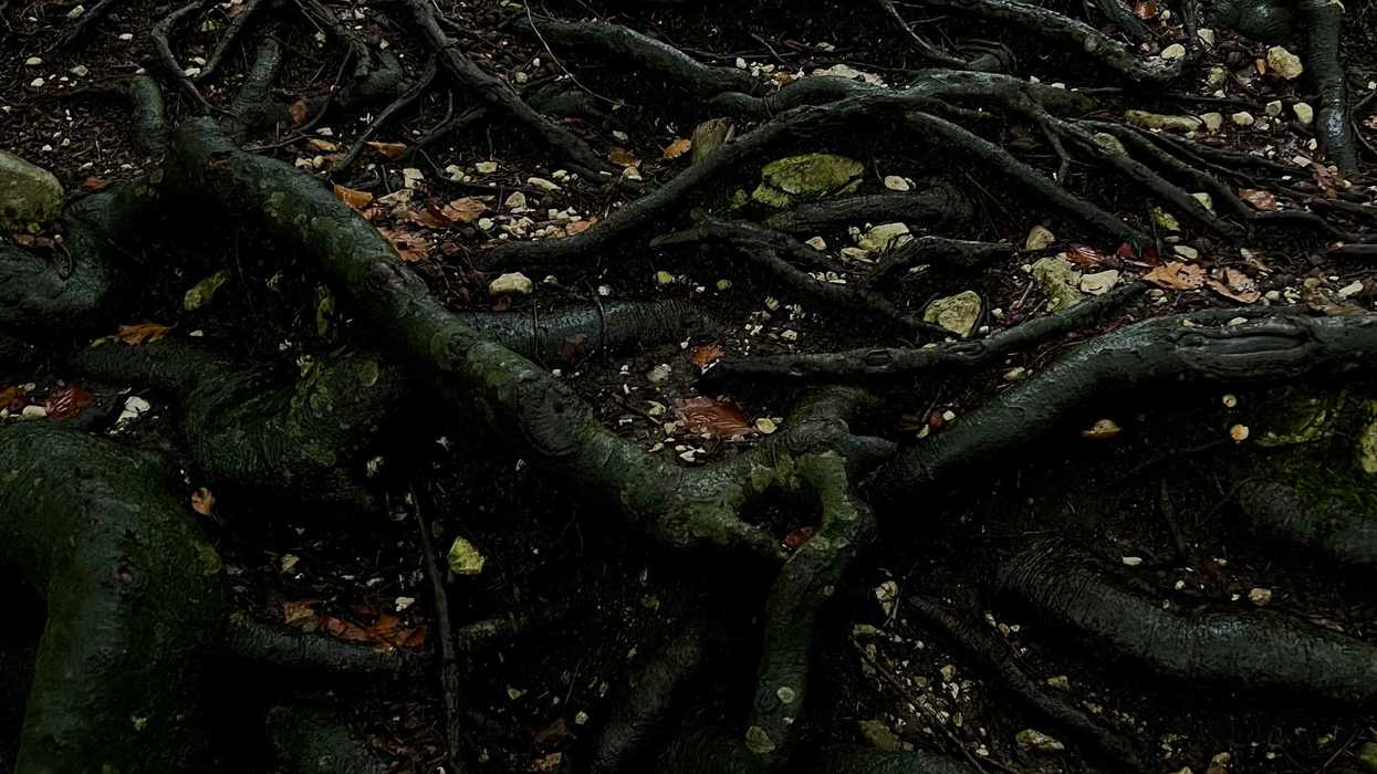 a close-up of some roots of trees on dark earth.