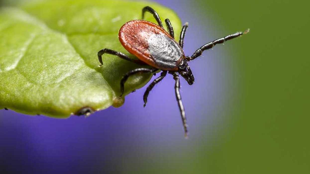 A closeup of a brown insect on a green leaf